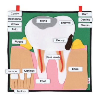 Learn The Tooth Learn The Tooth | Learning | www.ee-supplies.co.uk