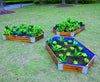 Little Garden Hexagonal Planting Set Little Garden Hexagonal Planting Set | www.ee-supplies.co.uk