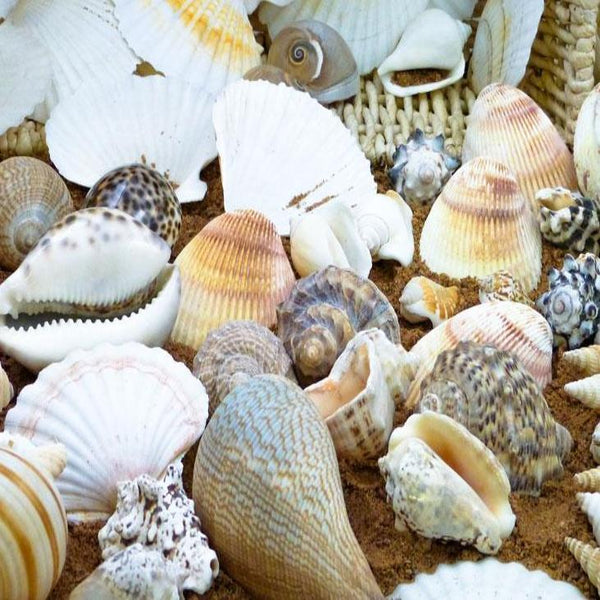 Treasure Basket Natural Material Pack -Shells