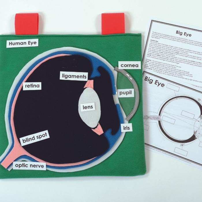 Learn The Eye | Learning | www.ee-supplies.co.uk– Educational Equipment ...